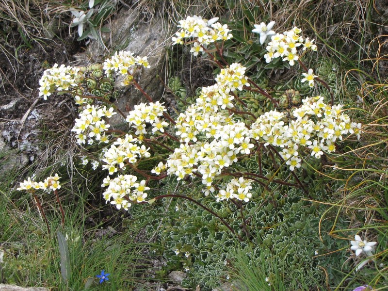 Sentieri ferrati, sentieri fioriti: i fiori dell''Albiolo